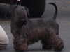 cesky-terrier results