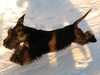 cesky-terrier clubs