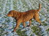 chesapeake bay retriever