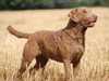 chesapeake-bay-retriever breeders