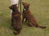 chesapeake-bay-retriever owners