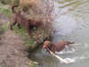 chesapeake-bay-retriever stud-dogs
