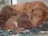 chesapeake-bay-retriever puppies