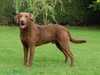 chesapeake-bay-retriever results