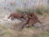 chesapeake-bay-retriever clubs