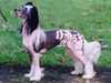 chinese crested dog
