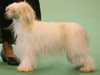 chinese-crested-dog breeders