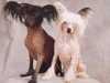 chinese-crested-dog owners