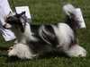 chinese-crested-dog stud-dogs