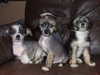 chinese-crested-dog puppies