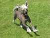 chinese-crested-dog results