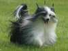 chinese-crested-dog clubs