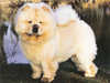 chow chow