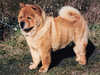 chow-chow breeders
