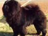 chow-chow owners
