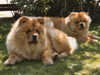 chow-chow stud-dogs