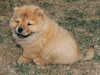 chow-chow puppies