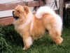 chow-chow results