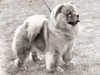 chow-chow clubs