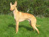 cirneco-dell-etna clubs