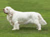 clumber spaniel