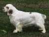 clumber-spaniel breeders