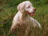 clumber-spaniel owners