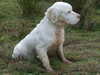 clumber-spaniel puppies