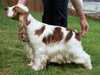 Cocker Spaniel