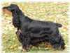 cocker-spaniel breeders