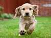 cocker-spaniel puppies