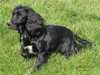cocker-spaniel clubs