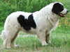 continental landseer