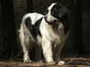 continental-landseer breeders