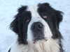 continental-landseer owners