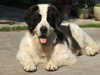 continental-landseer stud-dogs