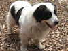 continental-landseer puppies