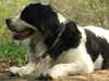 continental-landseer results