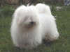 coton de tulear