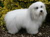 coton-de-tulear breeders