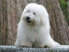 coton-de-tulear owners