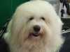 coton-de-tulear stud-dogs