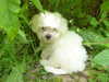 coton-de-tulear puppies
