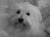 coton-de-tulear results