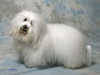 coton-de-tulear clubs