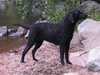curly coated retriever