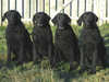 curly-coated-retriever breeders