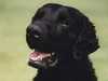 curly-coated-retriever owners