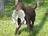 curly-coated-retriever stud-dogs