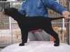 curly-coated-retriever puppies